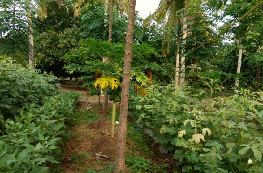  മണ്ണ് ഏതായാലും വളർച്ചയിൽ ഒരുപോലെ; വന്മരമാകാൻ കുറഞ്ഞ സമയം; കർഷകർക്ക് പ്രിയപ്പെട്ട പണം തരും മരമായി കാട്ടുവേപ്പ്