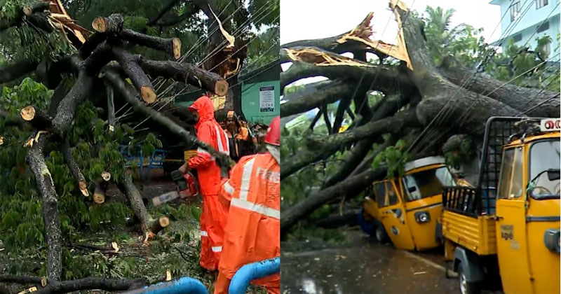  തൃശൂരിൽ ഉഗ്രശബ്ദത്തോടെ മരം പൊട്ടിവീണു; ഗതാഗത തടസം, ഒഴിവായത് വൻ ദുരന്തം