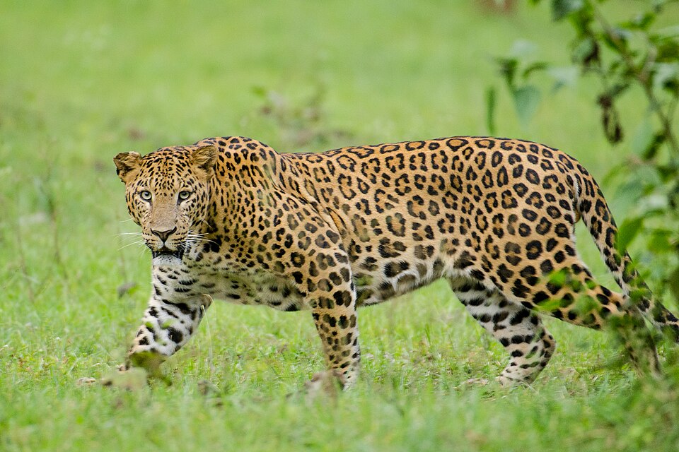 Nagarhole Kabini Karnataka India Leopard September 2013